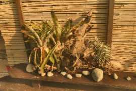Plantes poussant sur un bois flotté