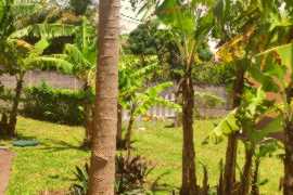 Les bananiers du jardin