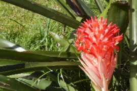 Une plante en floraison